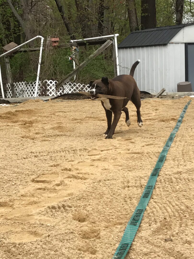 Dog carrying stick in sandy yard.